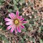 Preview: Mammillaria johnstonii v. guaymasensis